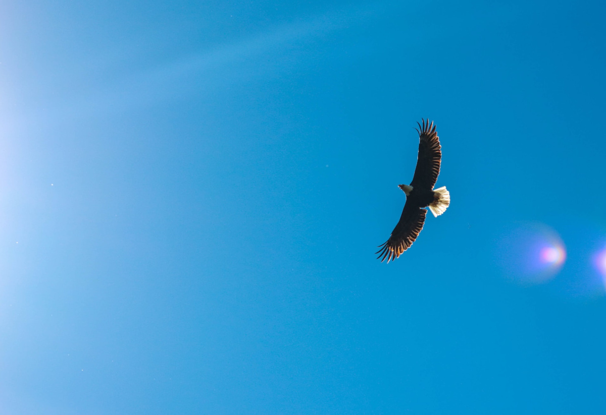 Eagle